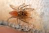 Clubiona sp.
